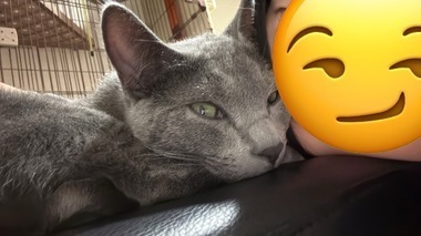 あずさ