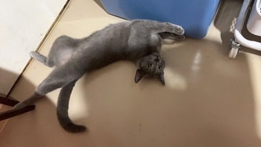 あずさ